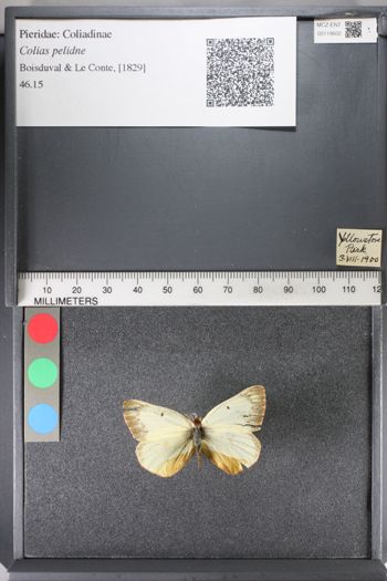 Media type: image;   Entomology 119602